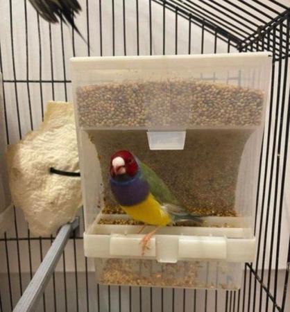 Image 6 of Sold Gouldian Finches Male 14 months old no more available