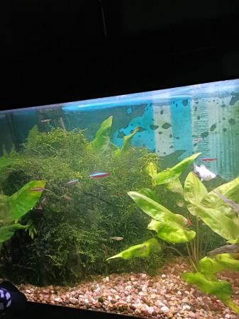 Image 3 of Java moss. Aquarium plant. £2.50 a hand full.