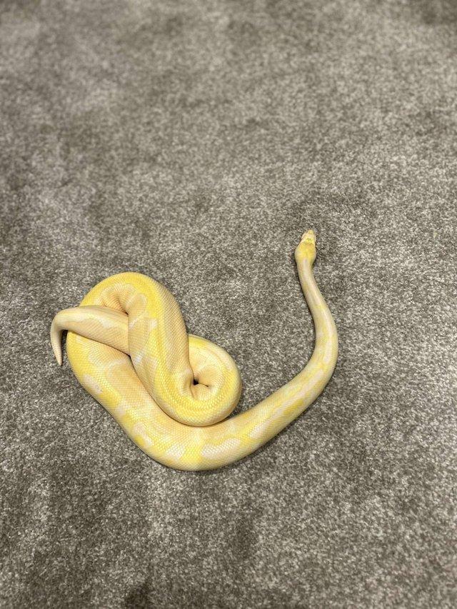 Preview of the first image of Albino Ball Python and Set up.