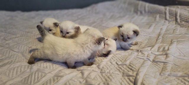 Image 5 of Pure breed ragdoll kittensready 11th June