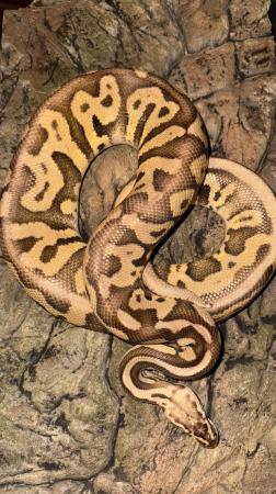 Image 3 of CB19 super pastel leopard het clown royal python