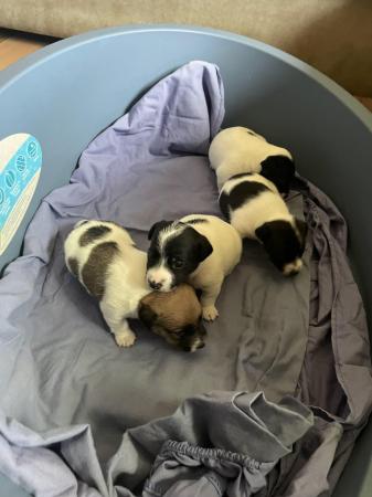 Image 4 of Jack Russell puppies 1 male and 3 female