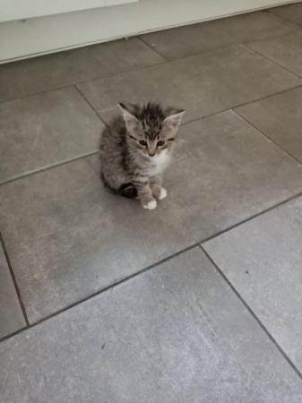 Image 3 of 1 lonely loving tabby boy kitten looking for a loving home
