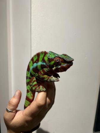 Image 4 of Male panther chameleon and setup
