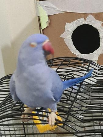 Image 6 of Beautiful blue female ringneck parrot