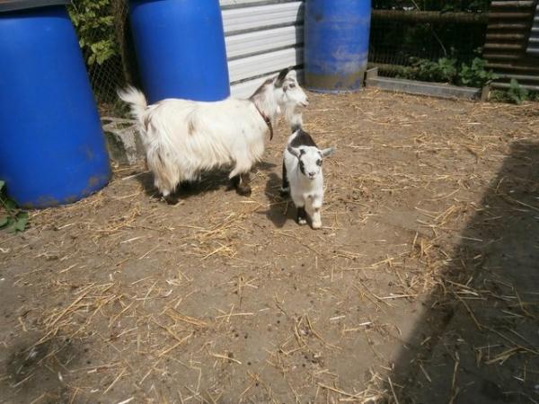 Image 3 of Pygmy Goat Nanny with Kid at Foot