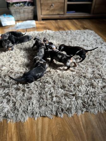 Image 15 of READY NOWMidi dachshund puppies