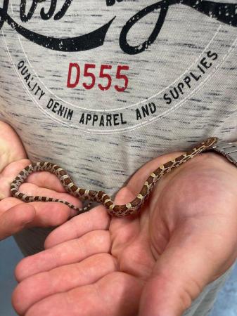 Image 5 of Corn snakes and setups available- various morphs and age