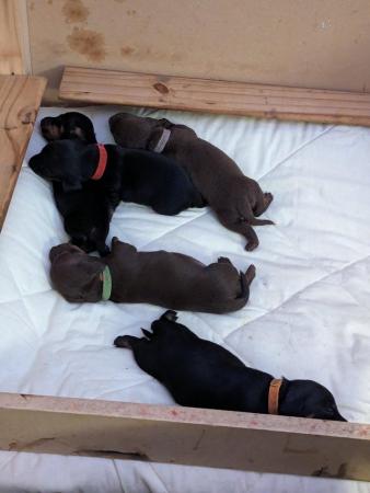 Image 12 of Smooth haired miniature dachshund litter of 5