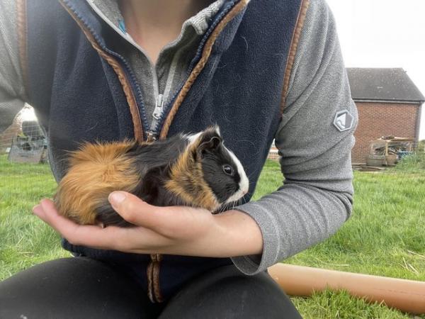Image 1 of Multi male guinea pig for sale