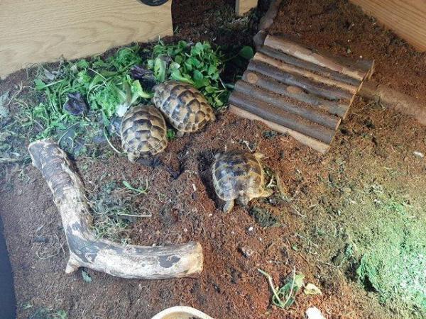 Image 6 of 1 year old Baby Spur Thigh Tortoises for sale