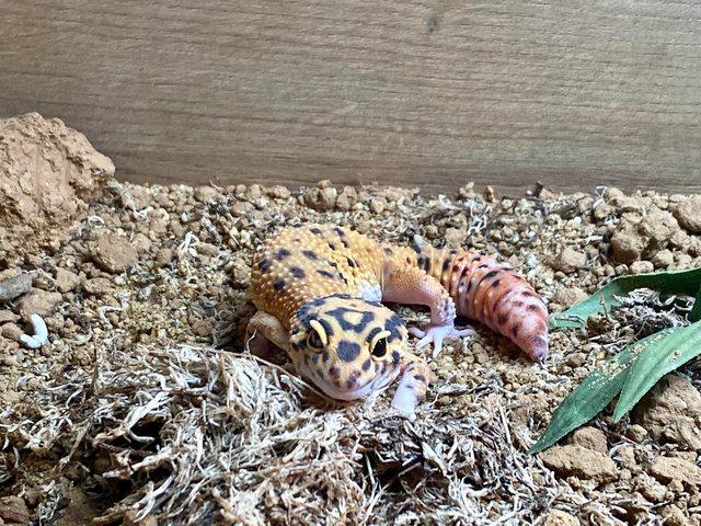 Preview of the first image of male leopard gecko with 3 ft viv, equip, heated with light..