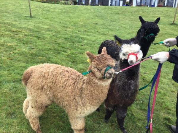 Image 1 of A delightful group of 3 pet male yearling alpacas
