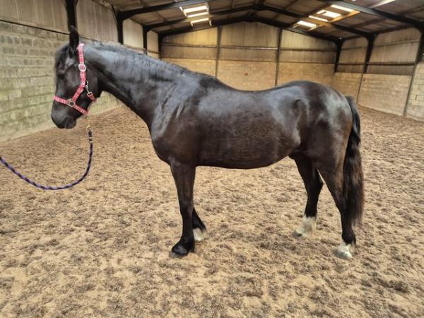 Image 2 of 2 year old Welsh Section D Gelding