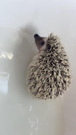 Image 3 of 2 year old African Pygmy hedgehog