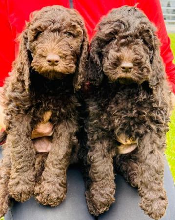 Image 4 of STUNNING DOUBLE DOODLES COCKAPOO X LABRADOODLE