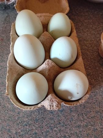 Image 1 of Legbar and legbar x azure hatching eggs