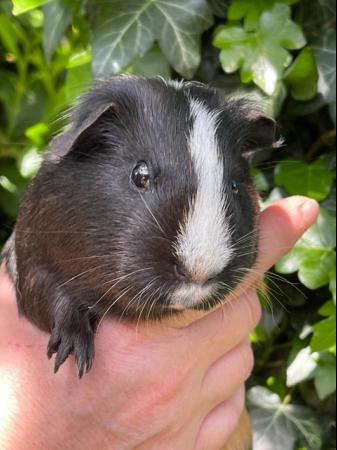 Image 4 of 1 year old female guinea pigs