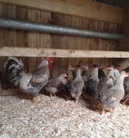 Image 2 of Hatching eggs for sale various breeds