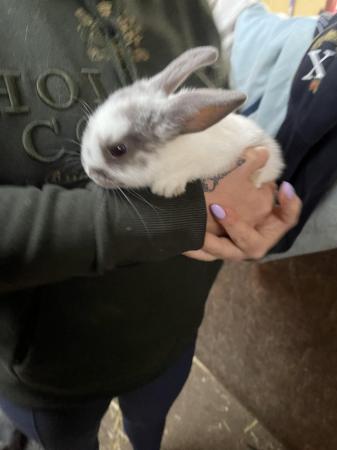 Image 4 of Mini lop x Rex bunnies for sale