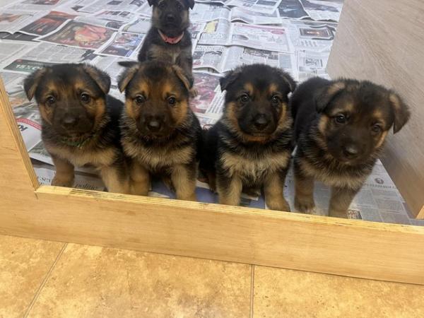 Image 8 of 7 gorgeous German shepherd puppies for sale.