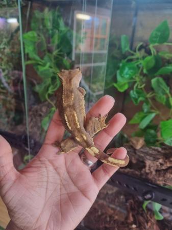 Image 9 of Beautiful Male Crested Gecko