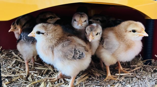 Image 1 of Chicks and Hatching eggs, cream legbar and Brahma £6 a box.