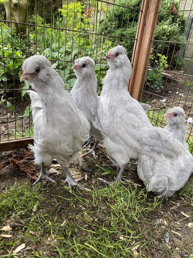 Preview of the first image of Lavender Araucana and Black Copper Maran Cockerels.