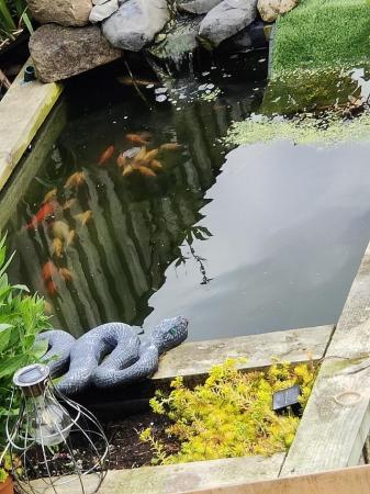 Image 2 of Various pond fish available