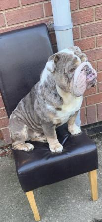 Image 1 of 3 year old English bulldog for sale