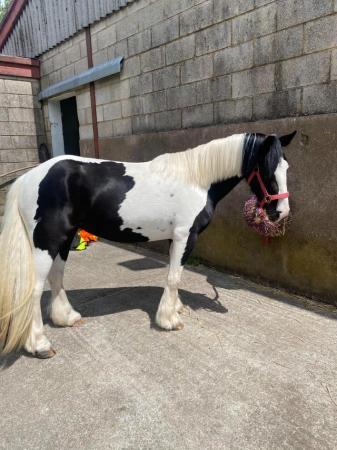 Image 11 of 13hh LightlyBacked Cob Mare Riding Pony/Ride & Drive Project