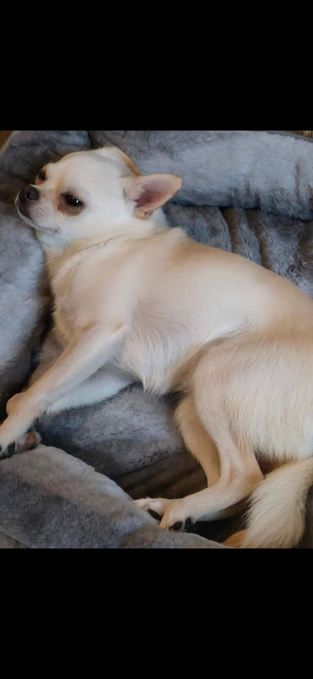 Preview of the first image of 3 year old Chihuahua x pomchi.