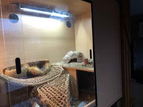 Image 4 of Uromastyx Lizard and complete set up