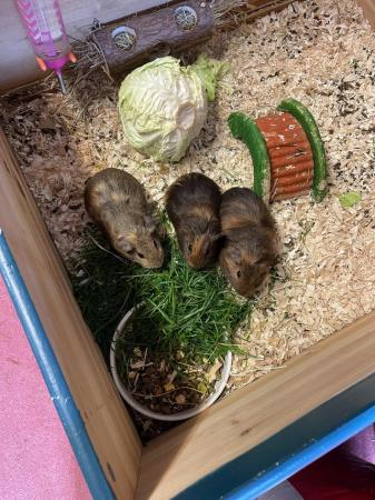 Image 5 of 5 baby guinea pigs £25 for all 5