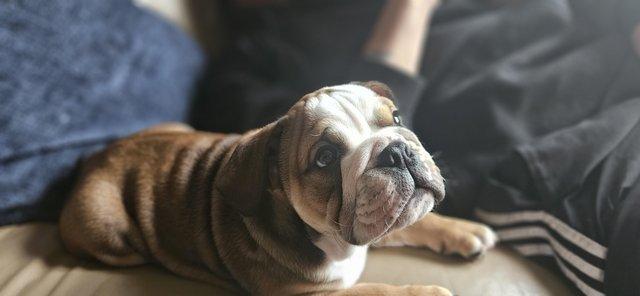 Image 6 of Bulldog pup last one ready to leave