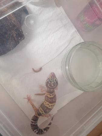 Image 1 of Baby leopard geckos £25 each this weekend only