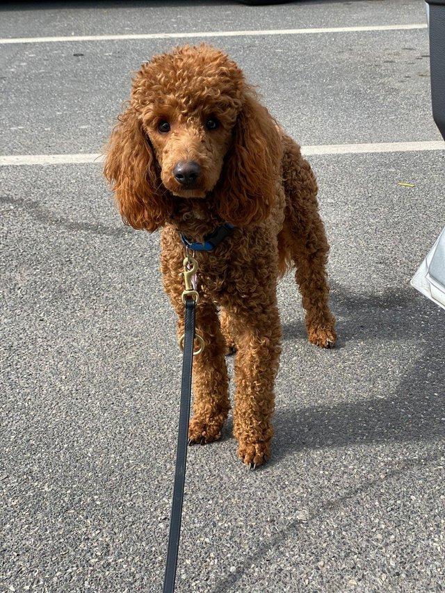 Preview of the first image of Red Miniature poodle stud boy fully dna tested.