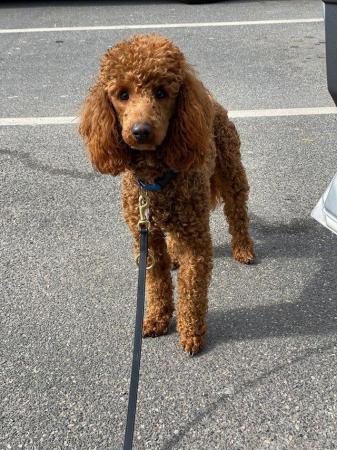 Image 1 of Red Miniature poodle stud boy fully dna tested