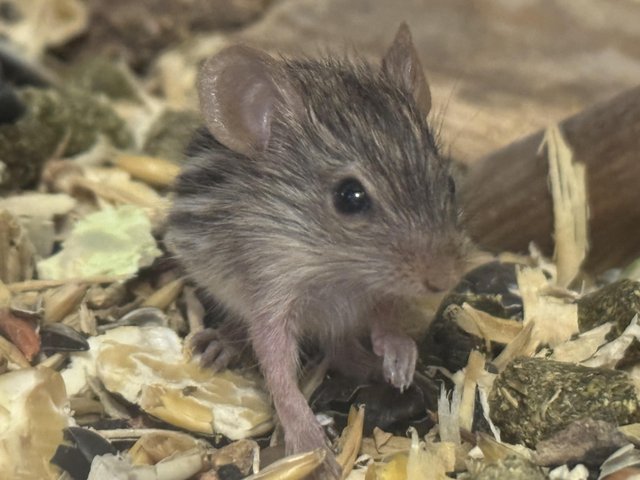 Preview of the first image of Baby zebra mice, males and females available.