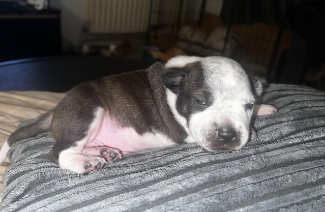 Image 18 of Beautiful Staffordshire Bull Terrier puppies