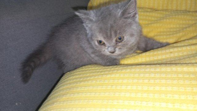 Preview of the first image of British Blue Shorthair Kittens Tabby.