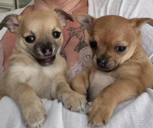 Image 26 of STUNNINGFemale Apple Head Chihuahua For Sale