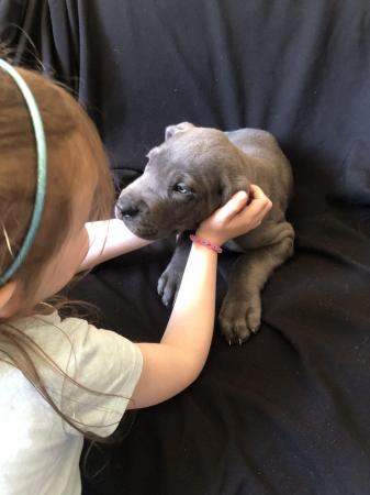 Image 15 of 4 LEFT! - 12 Healthy Chunky Solid Blue Great Dane Puppies