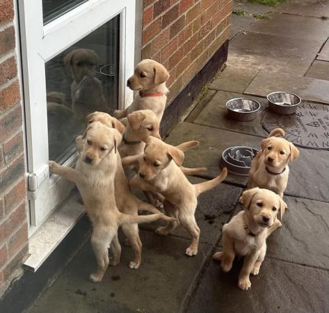 Image 14 of Beautiful Labrador puppies ready to go