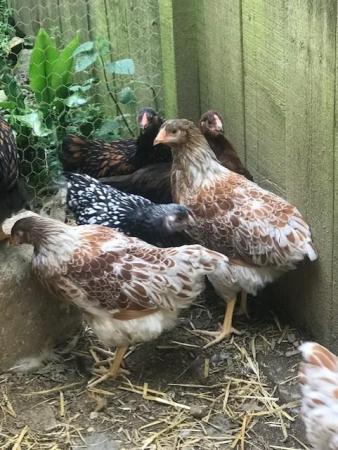 Image 2 of Pure Breed - Large Fowl Chickens - Female Pullets & POL