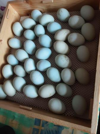 Image 3 of Hatching Eggs Cream Legbar Chickens Blue Eggs