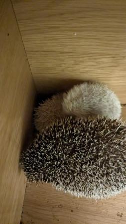Image 4 of Beautiful hoglets unsexed reduced price