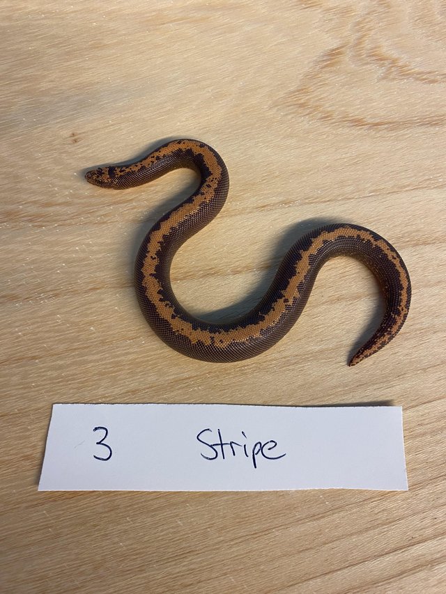 Preview of the first image of Stripe Kenyan Sand Boa 2023.
