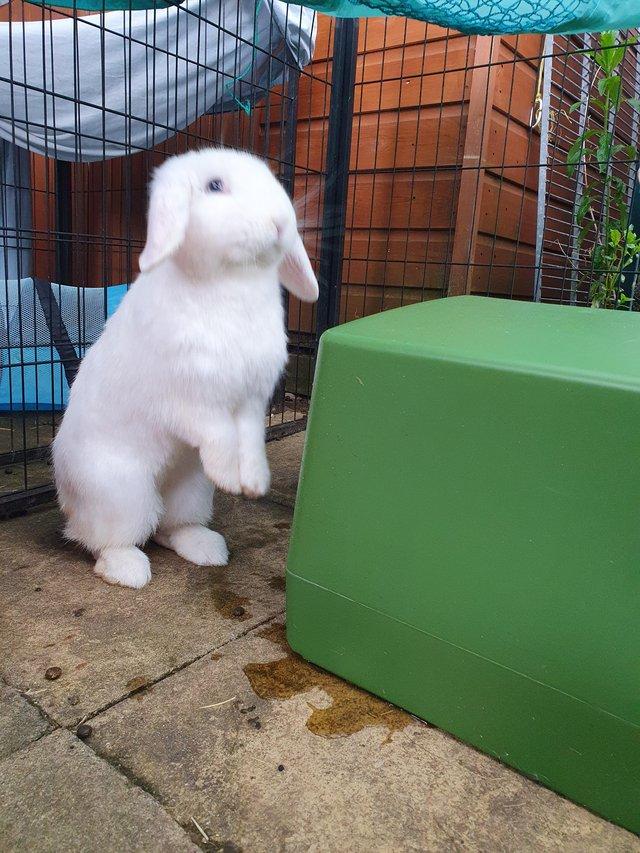 Preview of the first image of FINN neutered/vaccinated friendly lop boy for adoption.