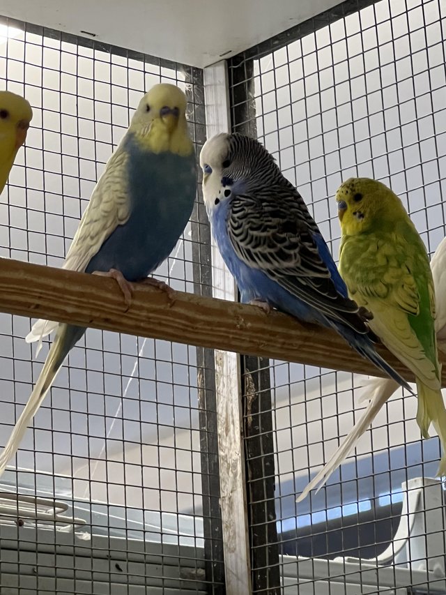 Preview of the first image of Adult budgies for sale various colours.